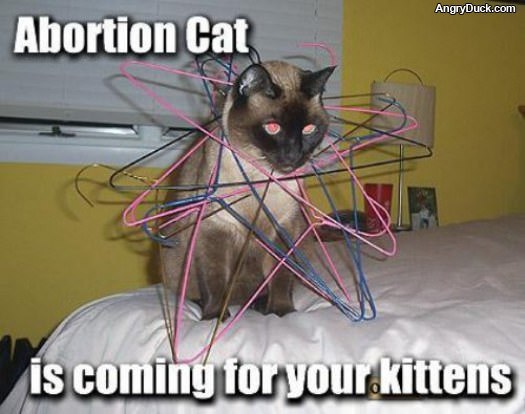 Abortion Cat