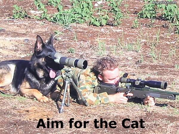 Aim for the Cat
