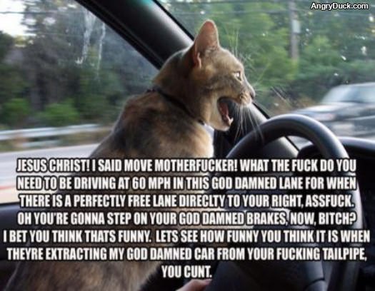 Angry Lolcat