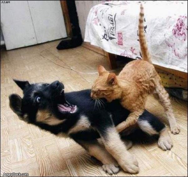 Attack of the Psycho Cat