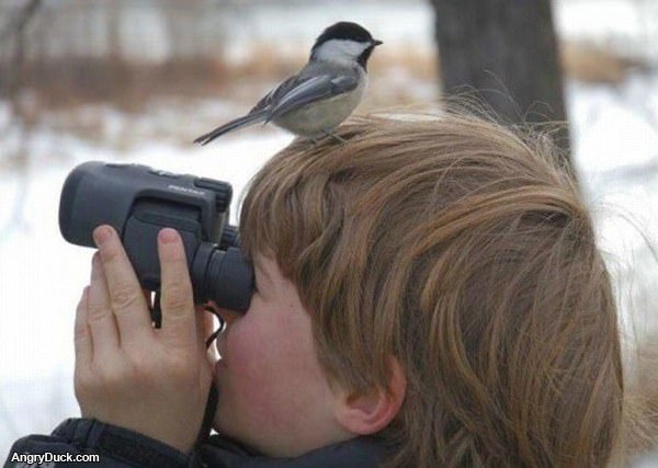 Bird Watching Fail