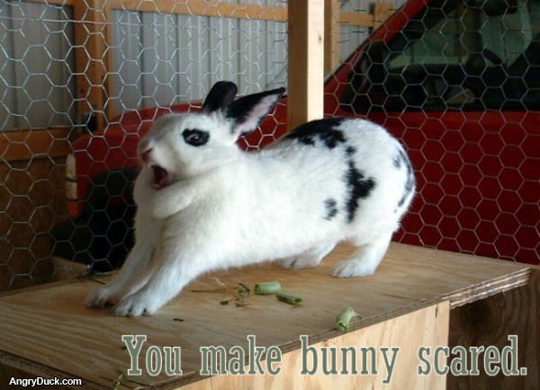Bunny Scared