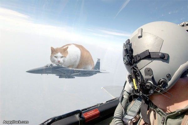 Cat Bomber