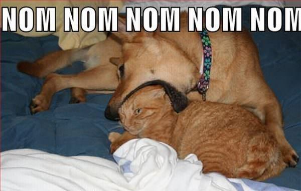 Cat Nom Nom