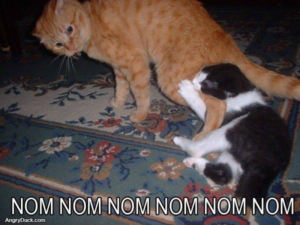 Cat Nomming