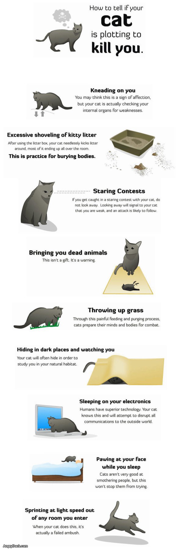 Cat Will Kill You