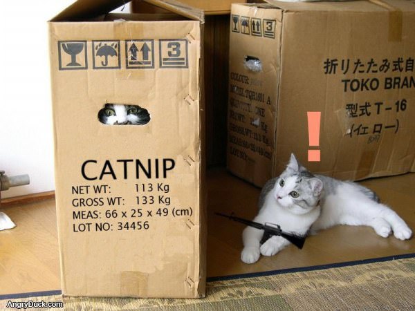 Catnip Fort