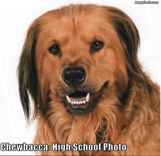 Chewbacca hs Photo
