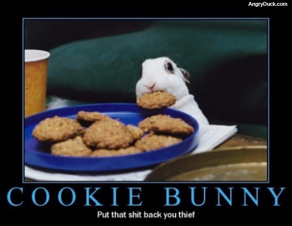Cookie Bunny