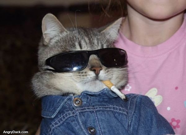 Cool Cat is Cool