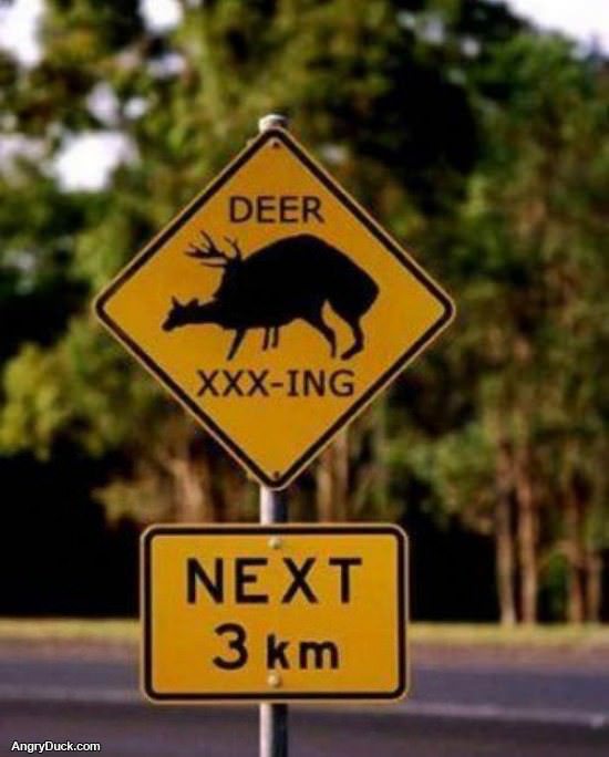 Deer Crossing