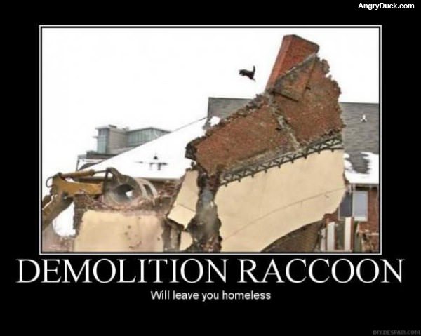 Demolition Racoon