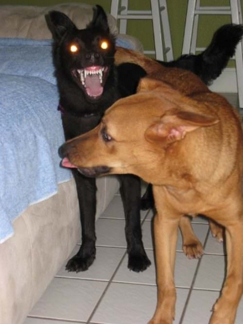 Dog from Hell