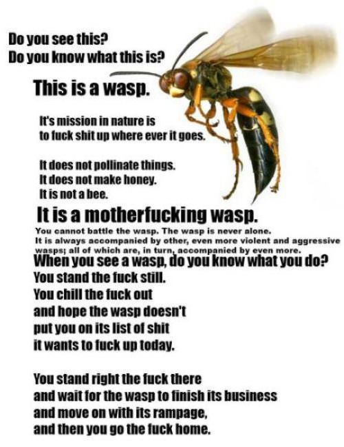 Dont Mess with the Wasp