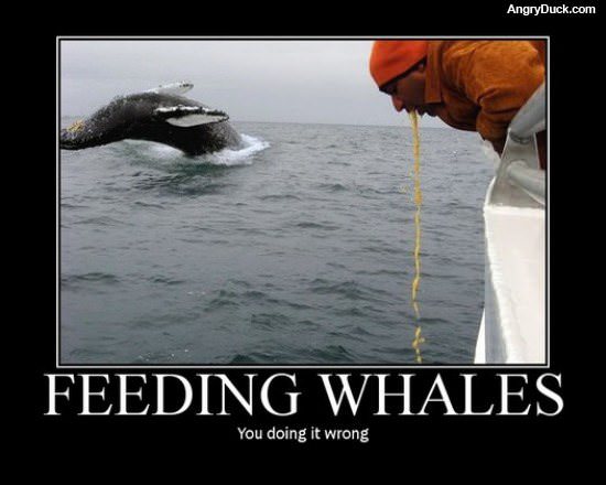 Feeding Whales