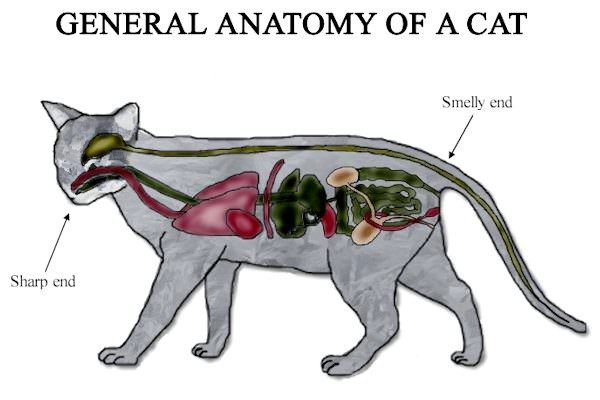 General Anatomy of a Cat