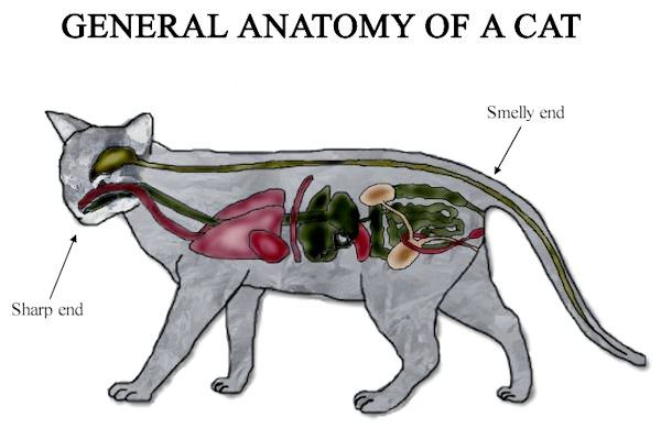General Anatomy of a Cat