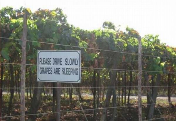 Grapes Are Sleeping
