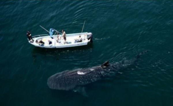 Here Fishy Fishy Fishy