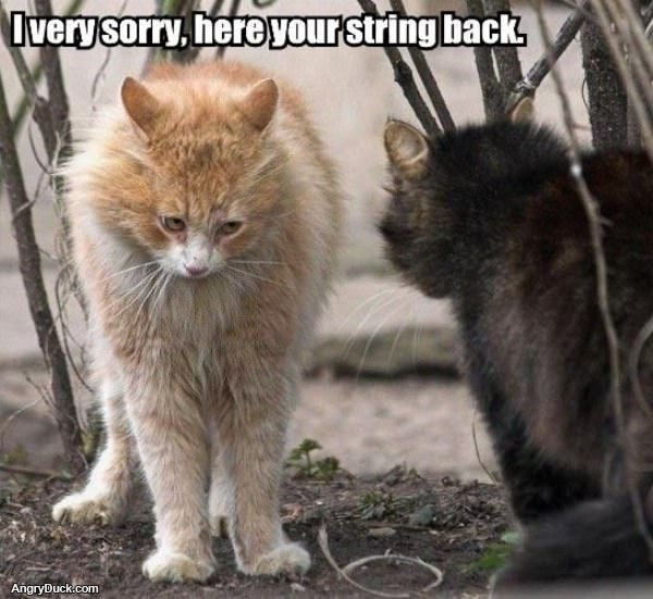 Heres Your String Back