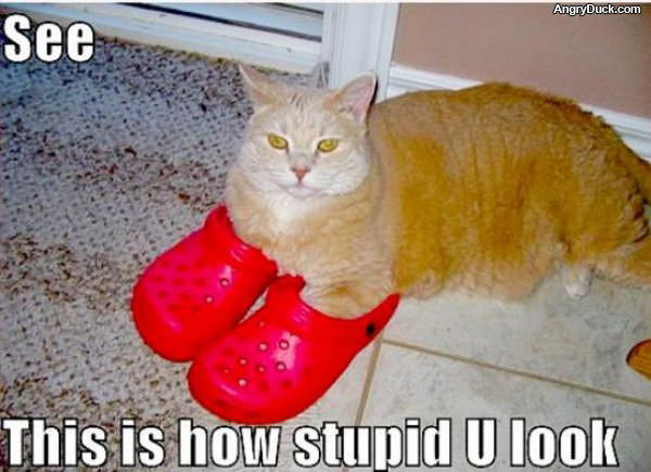 How Stupid You Look