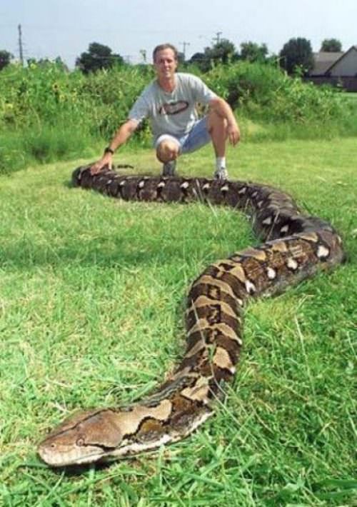 Huge Snake