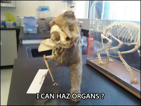 I Can Haz Organz