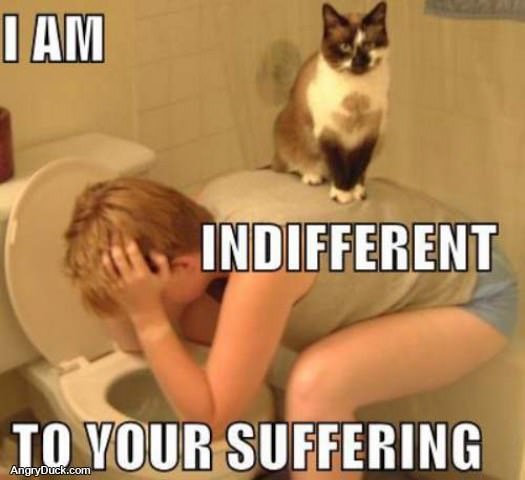 Indifferent Cat