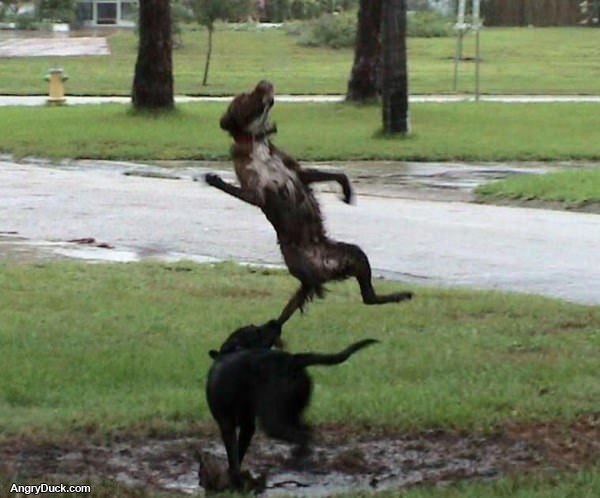 Insane Dog Fight