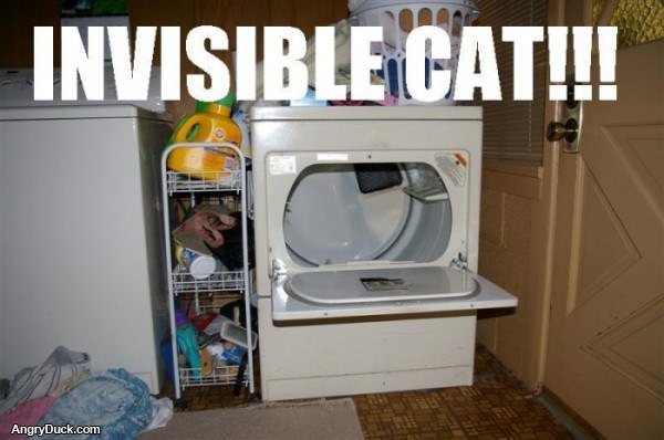 Invisible Cat