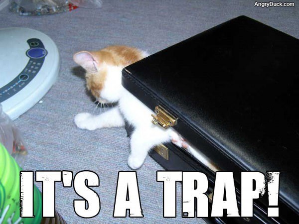 Its a Trap Cat
