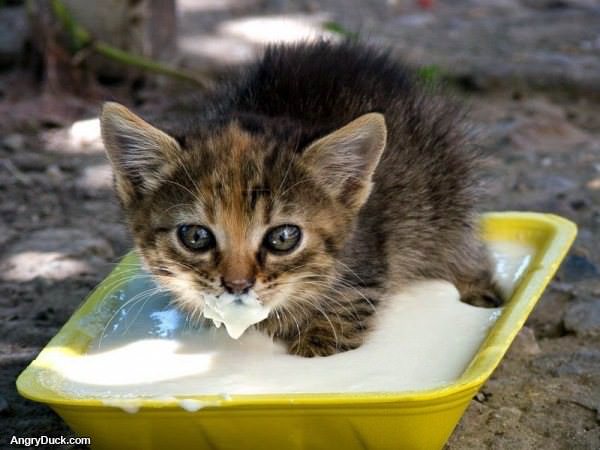 Just Having Breakfast