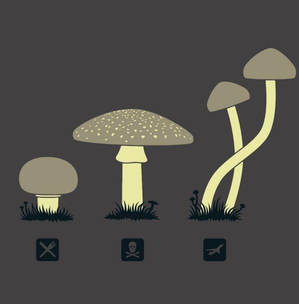 Kinds of Mushrooms