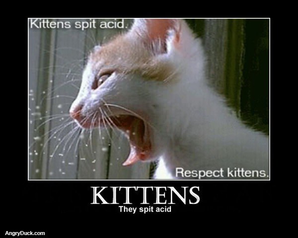 Kittens Spit Acid