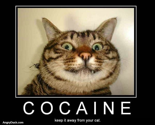 Kitty Cocaine