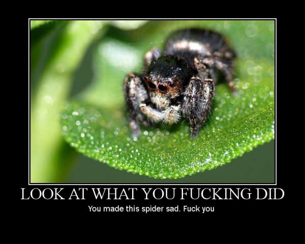 Made the Spider Sad