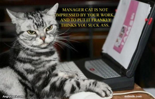 Manager Cat