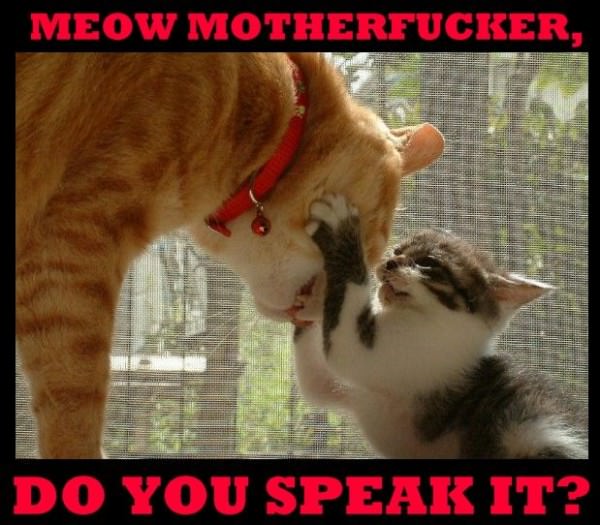 Meow Mofo