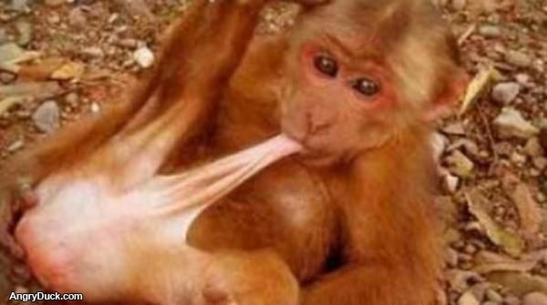 Monkey Self Sufficient