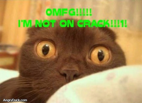 Omg Cracked Out Cat