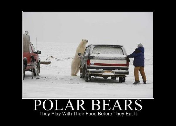 Polar Bears