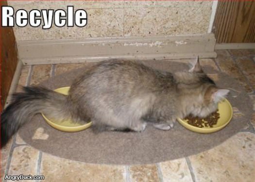 Recycle Cat