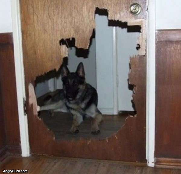 Sit Booboo Sit Good Dog