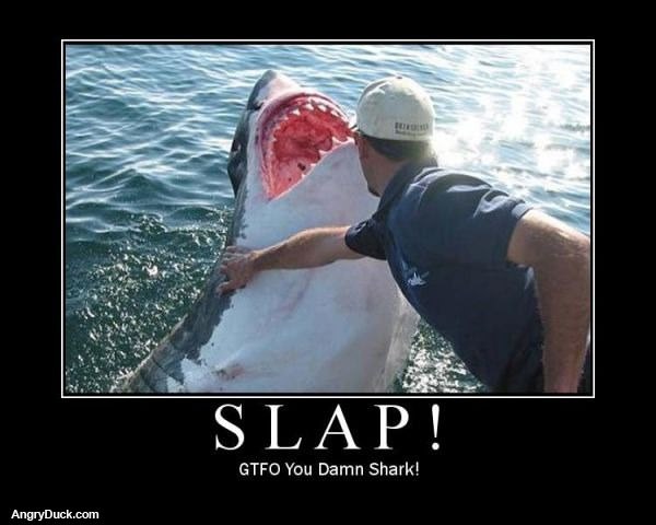 Slap Shark