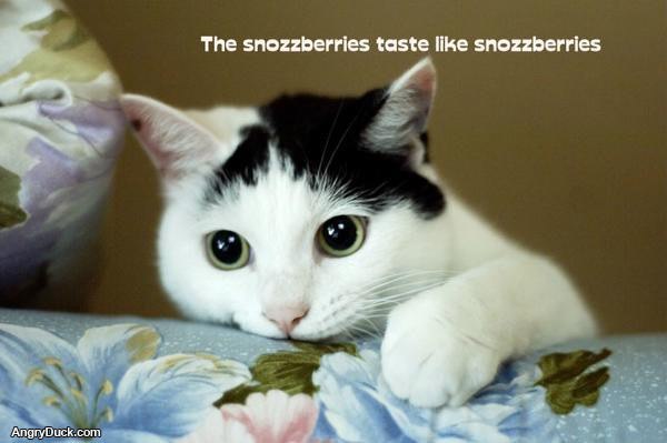 Snozzberries Cat