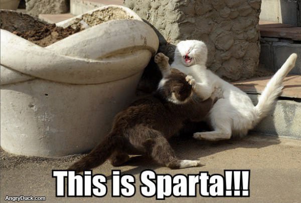Sparta Cats