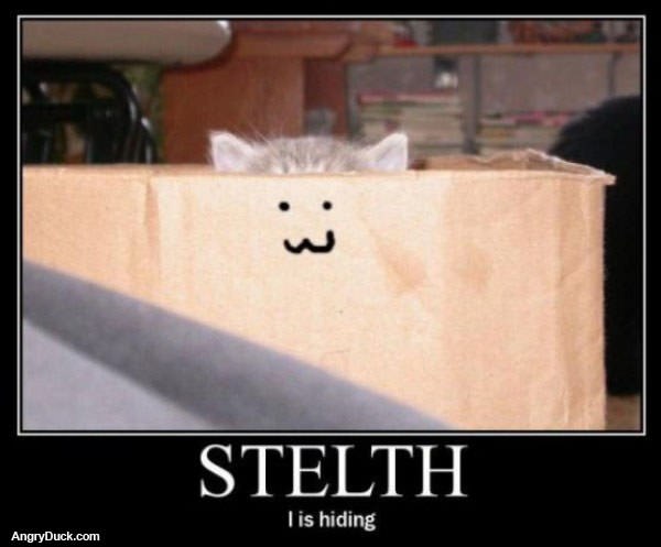Stelth Cat
