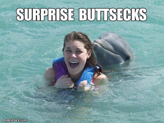 Surprise Dolphin