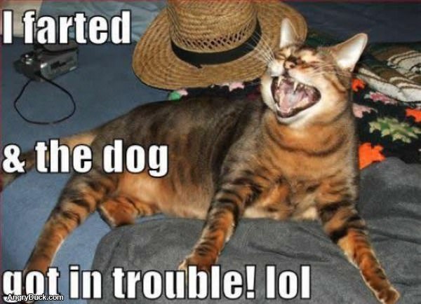 The Dog Got in Trouble