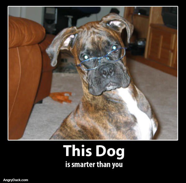 This is a Smart Dog